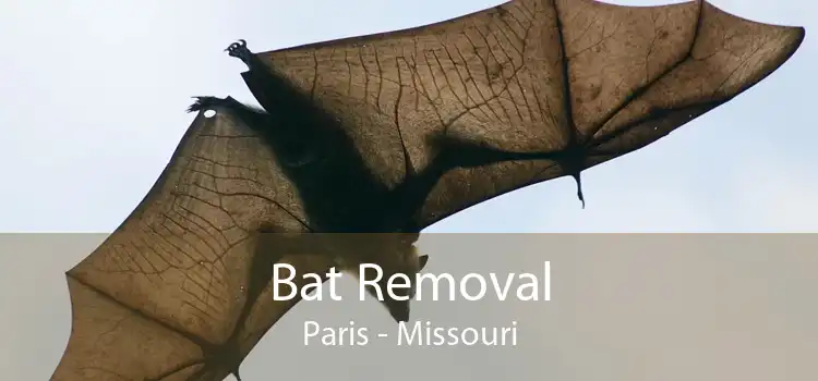 Bat Removal Paris - Missouri