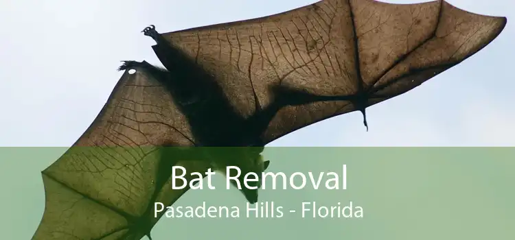 Bat Removal Pasadena Hills - Florida