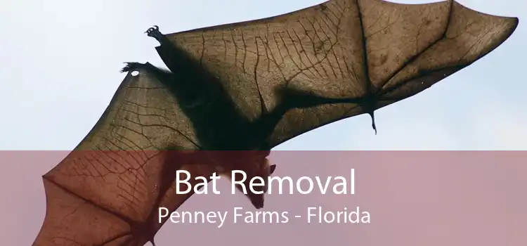 Bat Removal Penney Farms - Florida