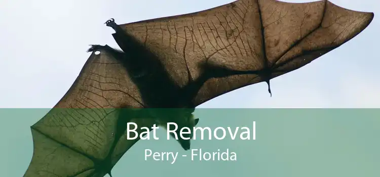 Bat Removal Perry - Florida