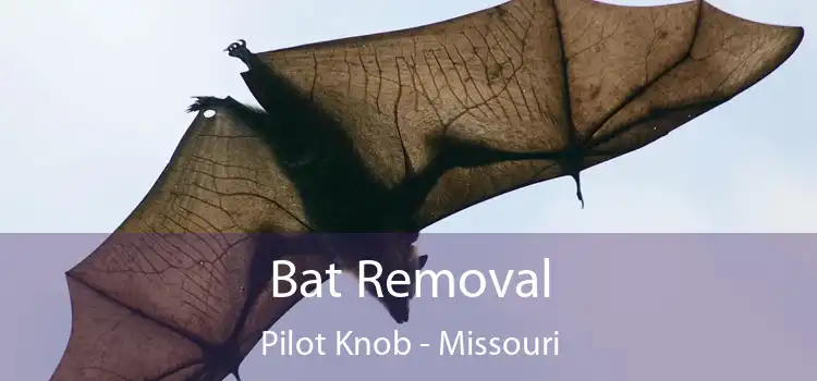 Bat Removal Pilot Knob - Missouri