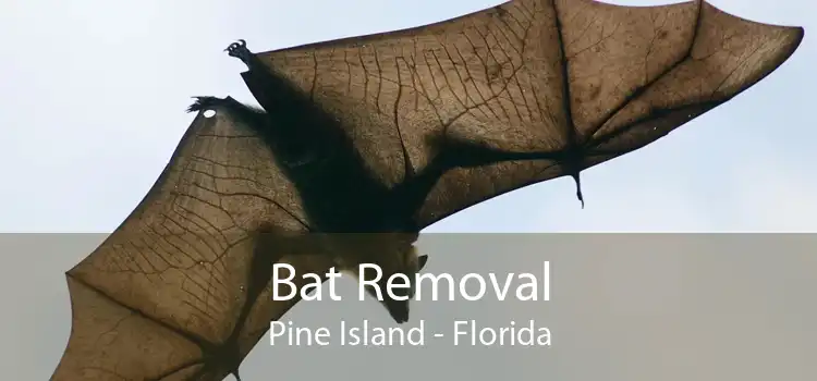 Bat Removal Pine Island - Florida