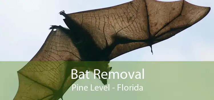Bat Removal Pine Level - Florida