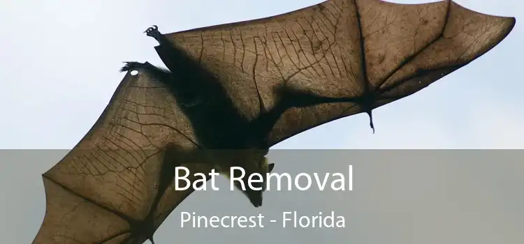Bat Removal Pinecrest - Florida