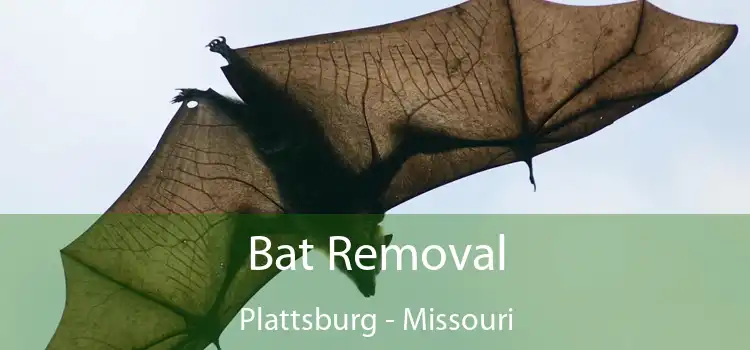 Bat Removal Plattsburg - Missouri