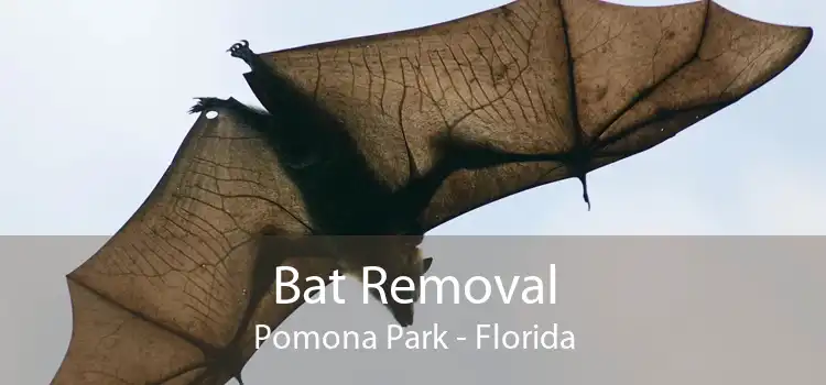 Bat Removal Pomona Park - Florida