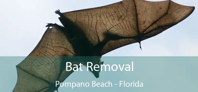 Bat Removal Pompano Beach - Florida