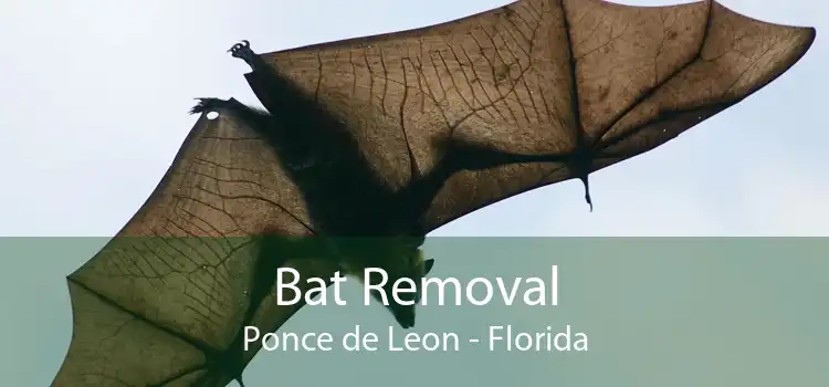 Bat Removal Ponce de Leon - Florida