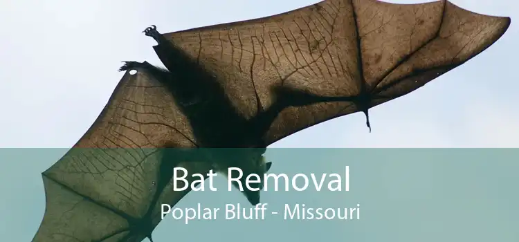 Bat Removal Poplar Bluff - Missouri
