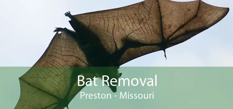 Bat Removal Preston - Missouri