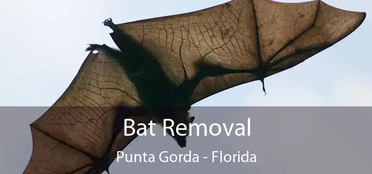 Bat Removal Punta Gorda - Florida