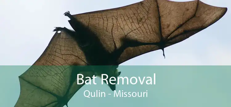 Bat Removal Qulin - Missouri