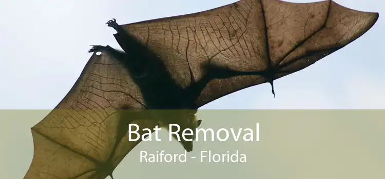 Bat Removal Raiford - Florida