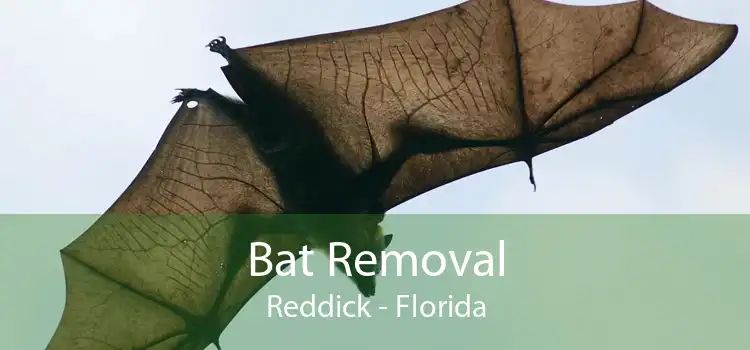 Bat Removal Reddick - Florida