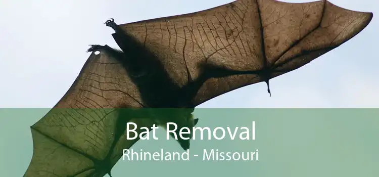 Bat Removal Rhineland - Missouri