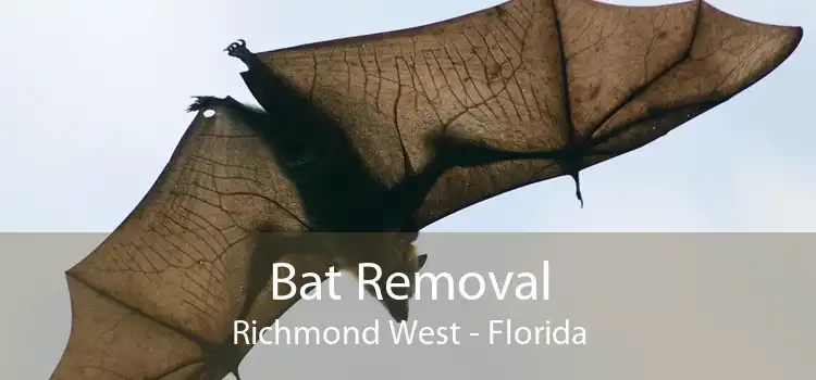 Bat Removal Richmond West - Florida