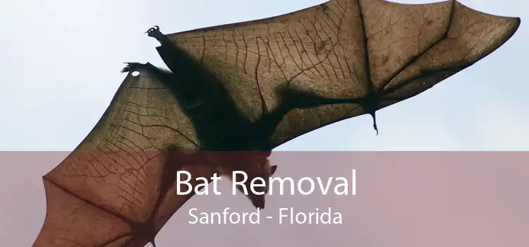 Bat Removal Sanford - Florida