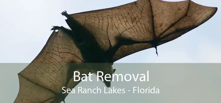 Bat Removal Sea Ranch Lakes - Florida