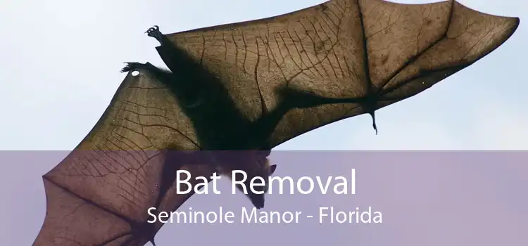 Bat Removal Seminole Manor - Florida