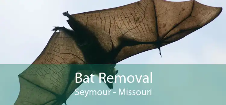 Bat Removal Seymour - Missouri