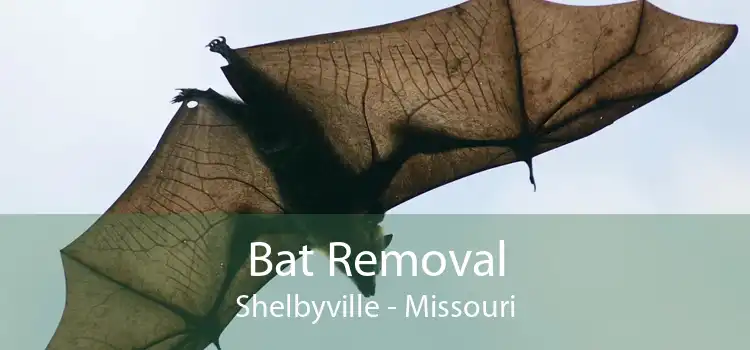 Bat Removal Shelbyville - Missouri