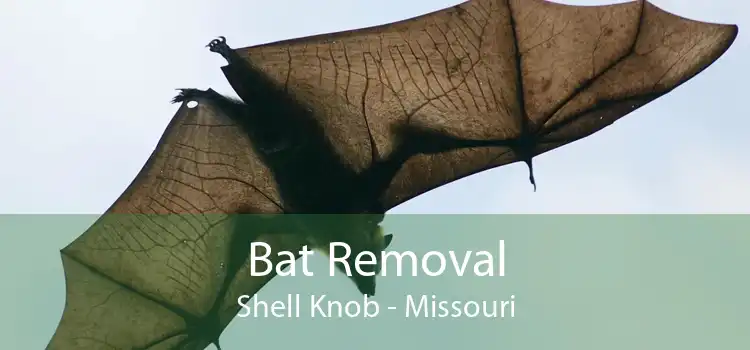 Bat Removal Shell Knob - Missouri