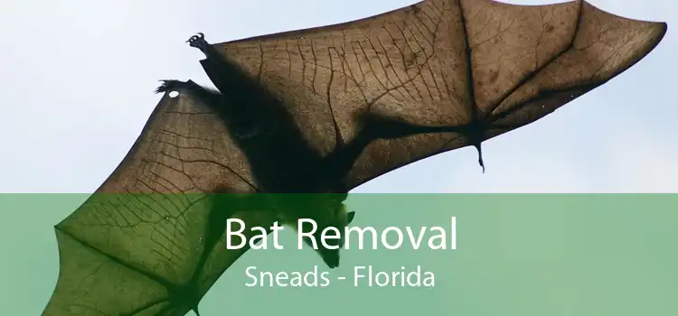 Bat Removal Sneads - Florida
