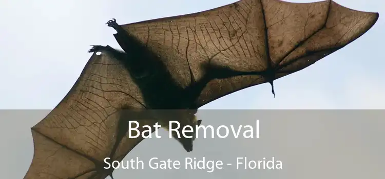 Bat Removal South Gate Ridge - Florida