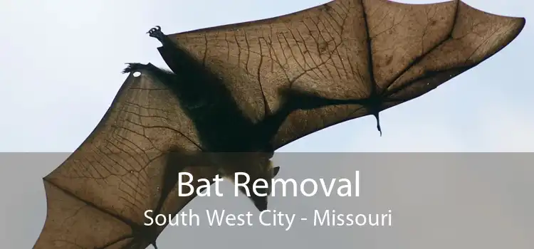 Bat Removal South West City - Missouri