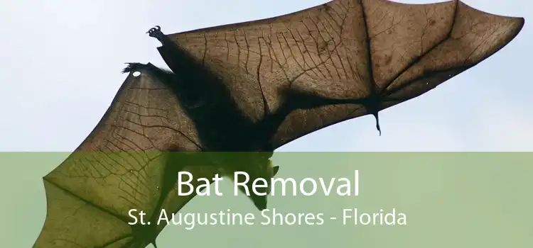 Bat Removal St. Augustine Shores - Florida