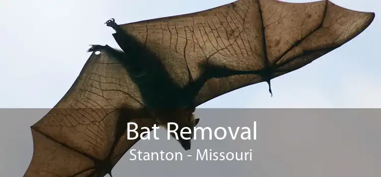 Bat Removal Stanton - Missouri