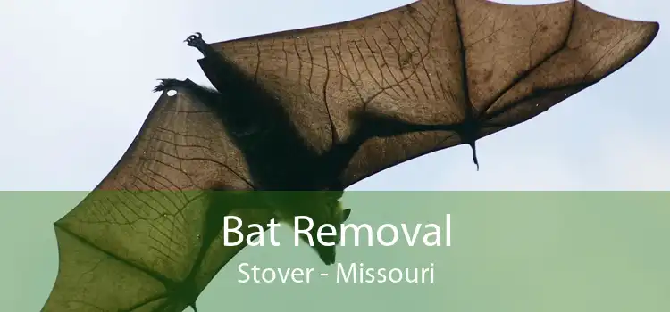 Bat Removal Stover - Missouri