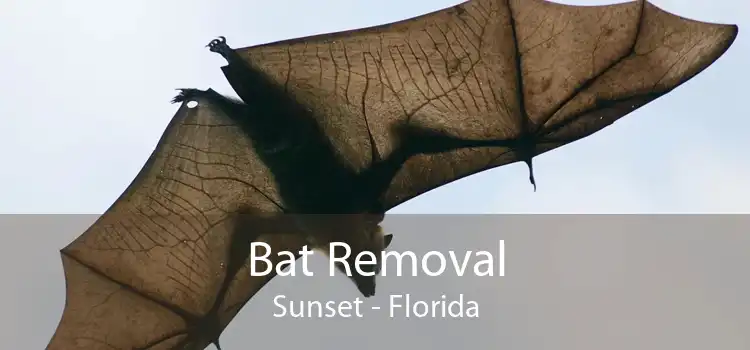 Bat Removal Sunset - Florida