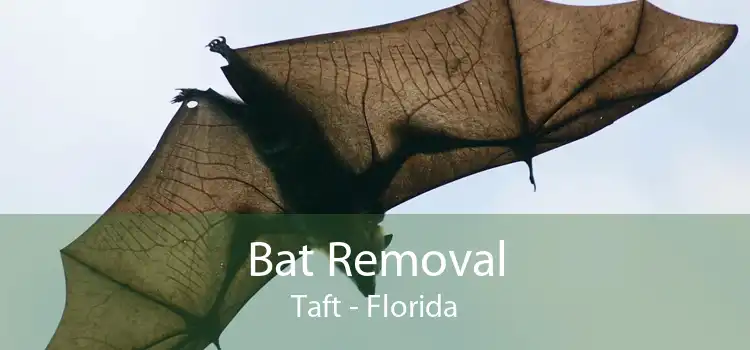 Bat Removal Taft - Florida