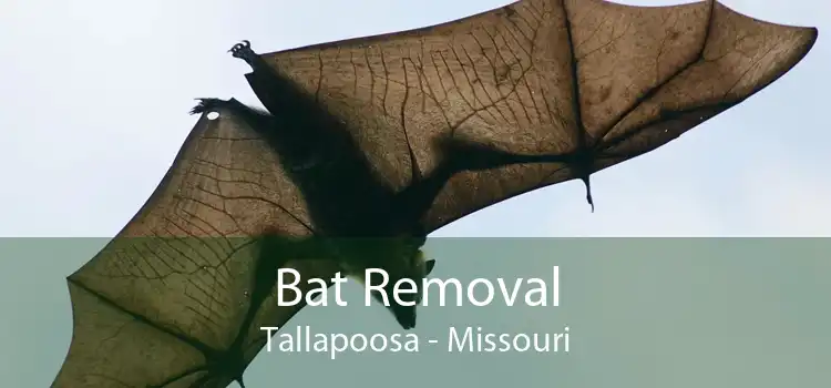 Bat Removal Tallapoosa - Missouri