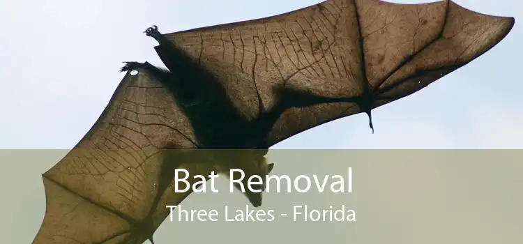 Bat Removal Three Lakes - Florida