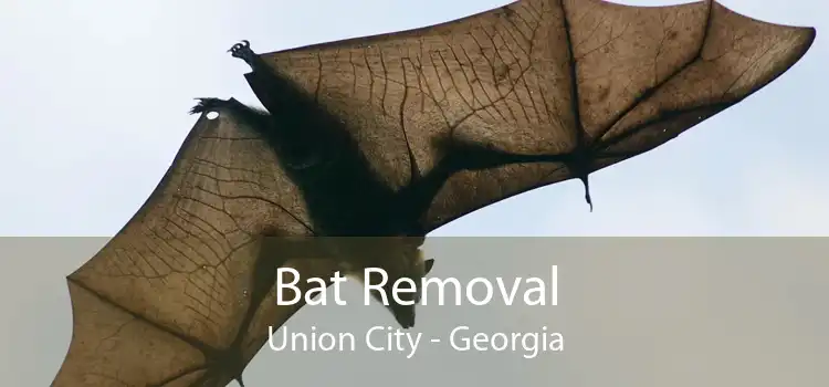 Bat Removal Union City - Georgia