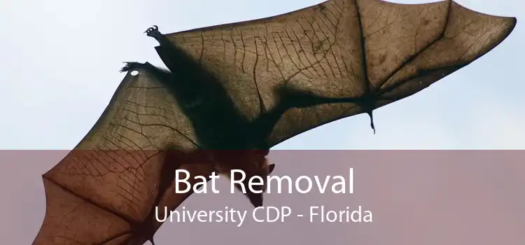 Bat Removal University CDP - Florida