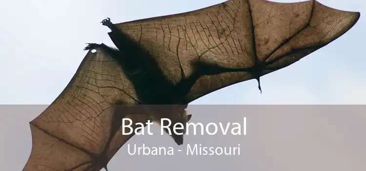 Bat Removal Urbana - Missouri