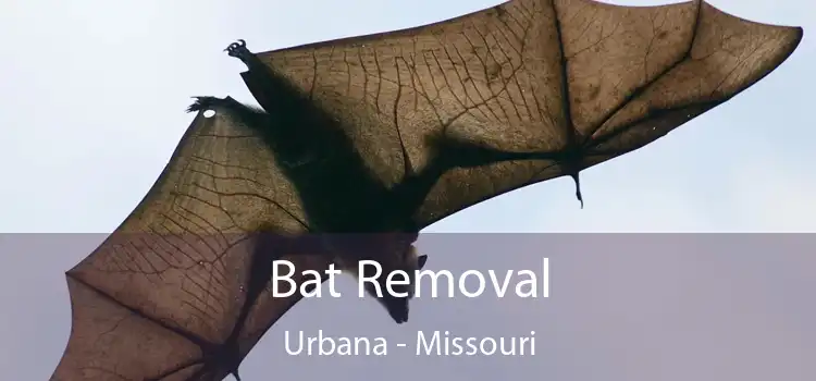 Bat Removal Urbana - Missouri