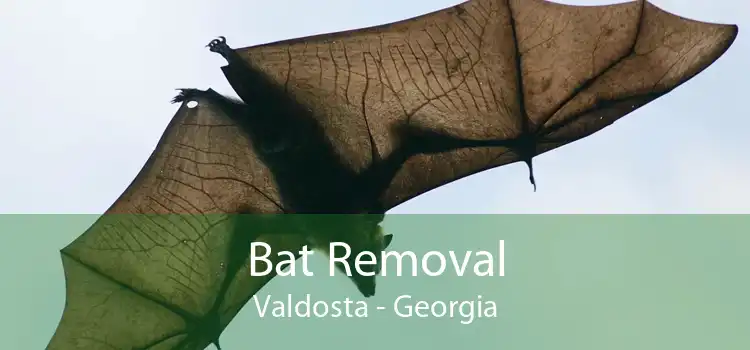 Bat Removal Valdosta - Georgia