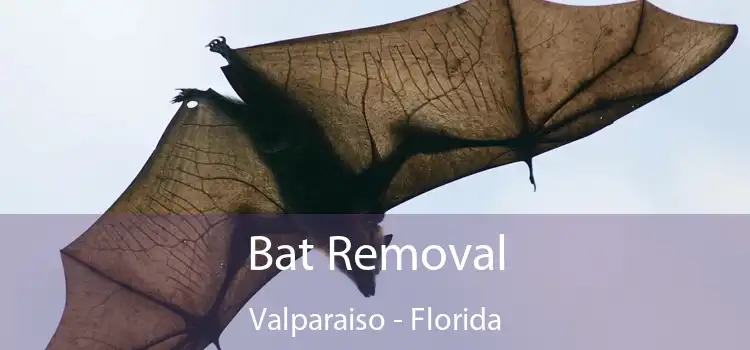Bat Removal Valparaiso - Florida