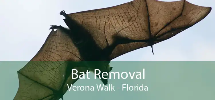 Bat Removal Verona Walk - Florida