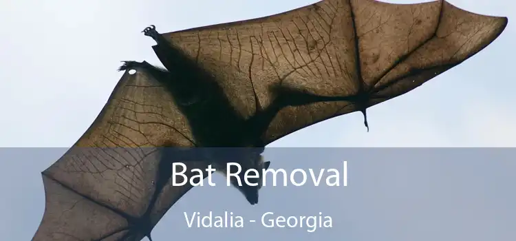 Bat Removal Vidalia - Georgia