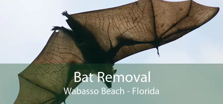 Bat Removal Wabasso Beach - Florida