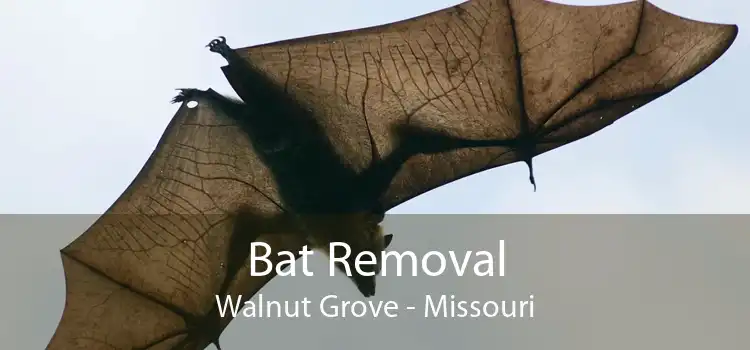 Bat Removal Walnut Grove - Missouri