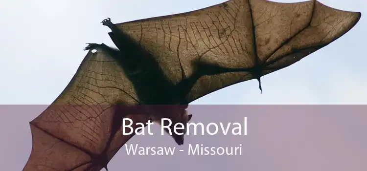 Bat Removal Warsaw - Missouri