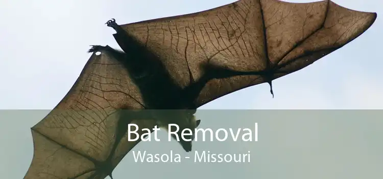 Bat Removal Wasola - Missouri