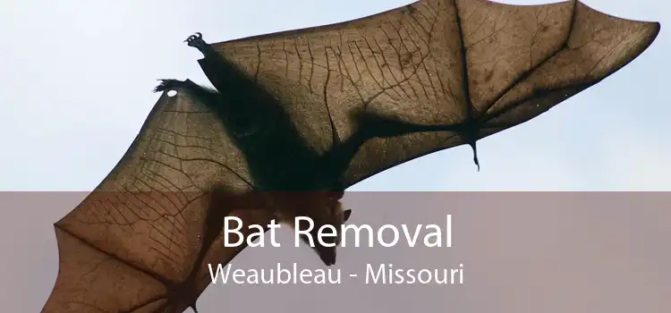 Bat Removal Weaubleau - Missouri