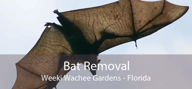 Bat Removal Weeki Wachee Gardens - Florida